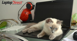 pisica pe laptop sfaturi intretinere laptop